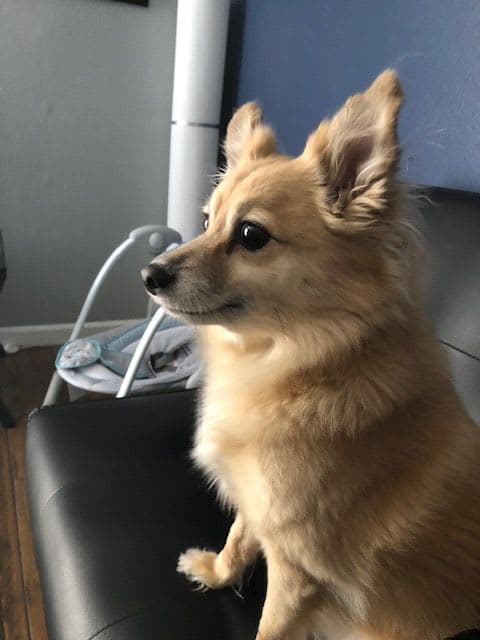 Gizmo