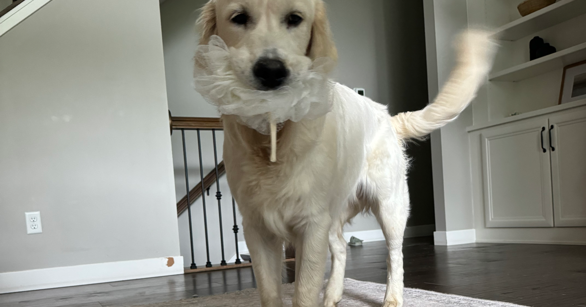 Tucker - English Cream Golden Retriever